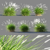 Pennisetum setaceum grass 2