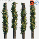 Hedera helix | English ivy on columns