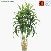 Branches in vases 22 : Lucky bamboo