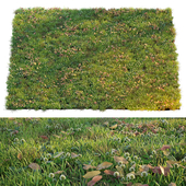 Lawn with clover and dry leaves