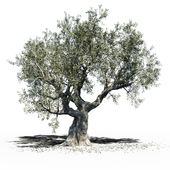 Olive Tree (Europa Olea)