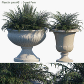 Plant in pots #51 : Sword Fern