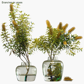 Branches in vases # 28: Banksia