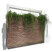 brick wall planter | Tarlmounia elliptica