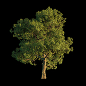 Oak_1 Tree