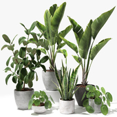 Set of plants 09