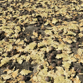 Дубовые желуди и листья / oak nuts and leaves (Scatter)