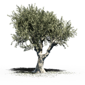 Olive Tree (Europa Olea) v2