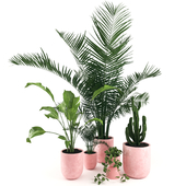plants 8