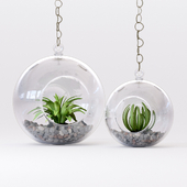 Decoration plants