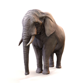 Elephant/Слон