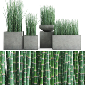 Хвощ зимующий в бетонных горшках/Equisetum hyemale in concrete planters
