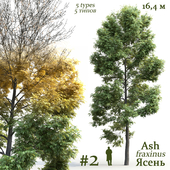 Ash-tree / Fraxinus # 2