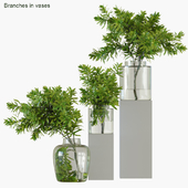 Branches in vases 32: Banksia plagiocarpa