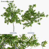 Branches in vases 33: Banksia plagiocarpa