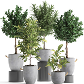 Collection of small trees in concrete pots with handles with Lemon tree, croton, oleander, citrus.  Set 437.