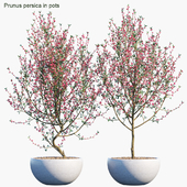 Plant in pots #52 : Prunus persica
