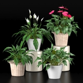 Collection of plants set 1