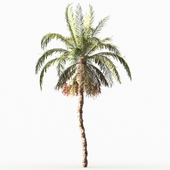 Date Palm_tree