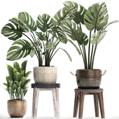 Collection of small plants in modern stylish glossy pots rattan baskets with Monstera, luxury. Set 447.