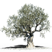 Olive Tree (Europa Olea) #3