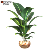 plant_001