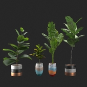 Plant and vase vol. 01
