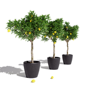 Декоративные лимонные деревья