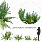 Osmundastrum cinnamomeum set 1