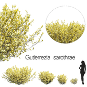 Gutierrezia sarothrae 1
