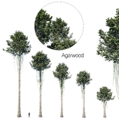 Agarwood set 1