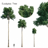 Eucalyptus thee