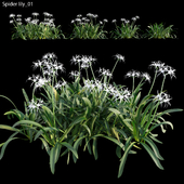 Hymenocallis americana