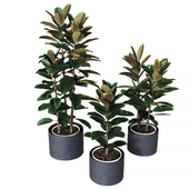 Ficus elastica collection of plants