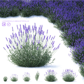 Lavender narrow-leaved flowers | Lavandula angustifolia