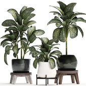 Collection of small plants in modern stylish round pots on legs with Diffenbachia, luxury. Set 452.