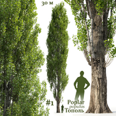 Poplar / Populus #1