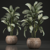 Exotic variegated flower in a round modern rattan basket with Diffenbachia. Set 455.