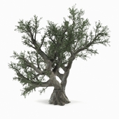 Olive Tree_03