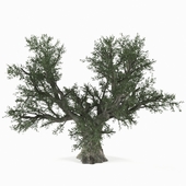 Olive Tree_04