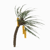 Palm_Tree 02