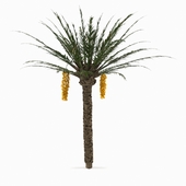 Palm_Tree 01