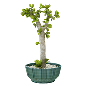 table plant