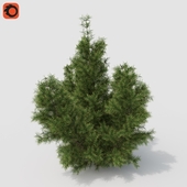 Pinus Mugo # 01 (1.2m)