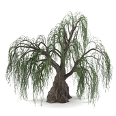Willow Tree_03