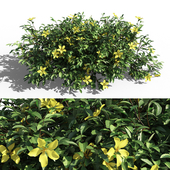 Hibbertia scandens bush