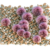Purple sea urchin