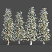 Blue spruce winter