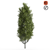 Cypress_oak_tree