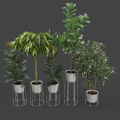 White wire base and pot Ficus Set